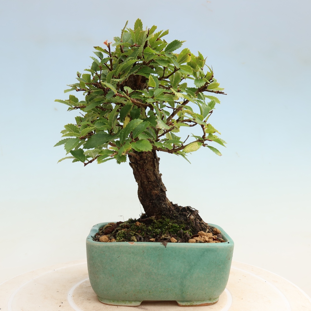 Outdoor bonsai - Zelkova - Zelkova NIRE