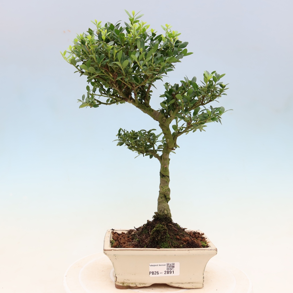 Room bonsai - Ilex crenata - Holly
