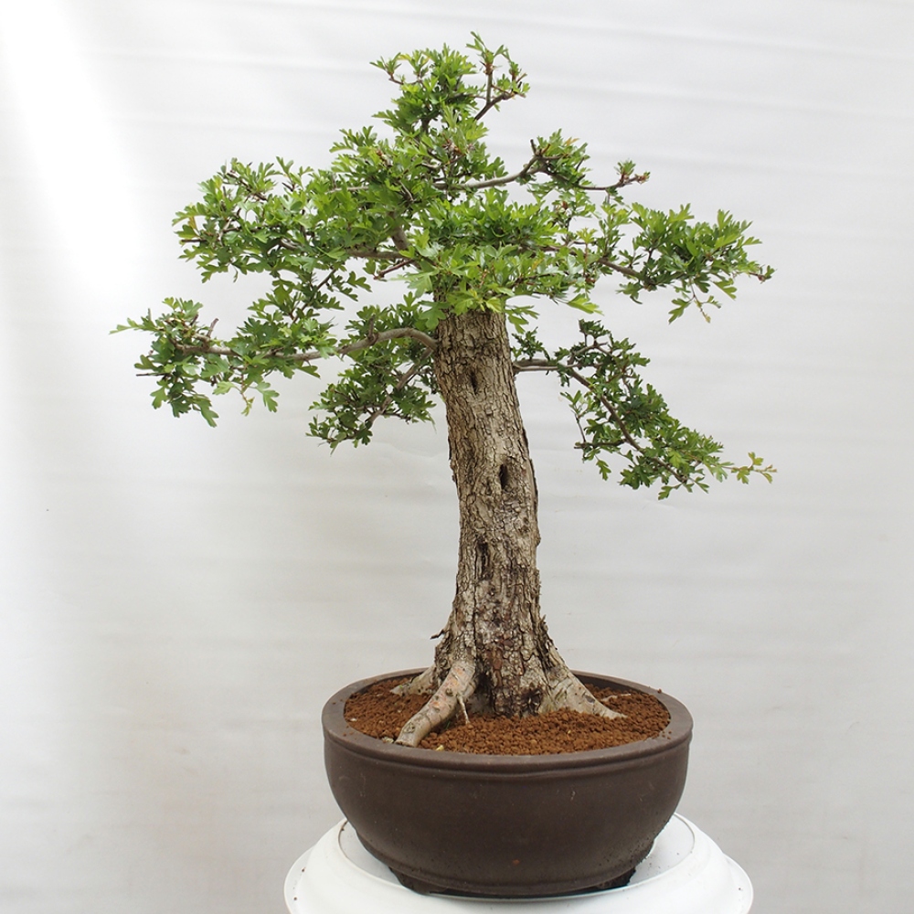 Outdoor bonsai - Hawthorn - Crataegus monogyna