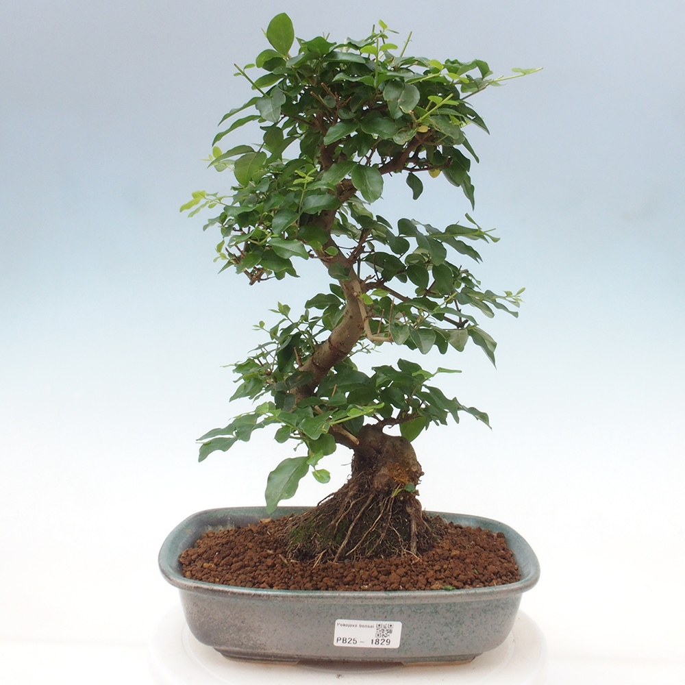 Room bonsai -Ligustrum chinensis - privet