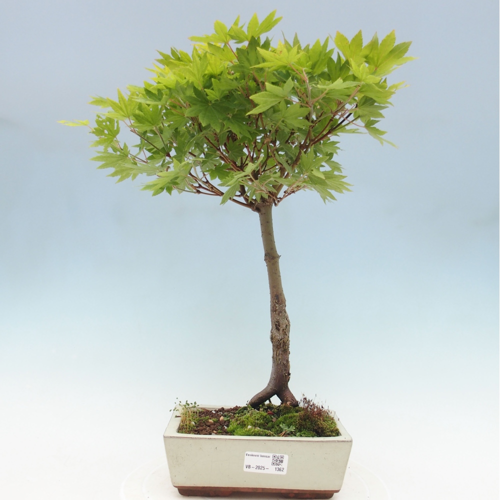 Outdoor bonsai - Maple palmatum katsura GISAN - Maple palmate