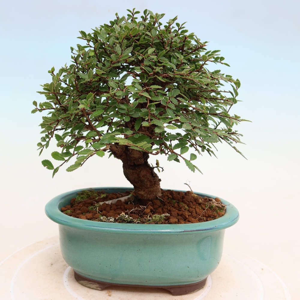 Outdoor bonsai - Zelkova - Zelkova NIRE