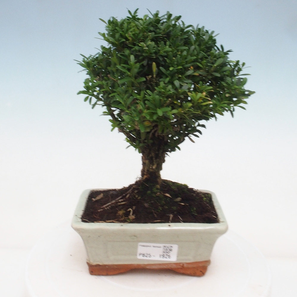 Indoor bonsai - Buxus harlandii - Cork boxwood