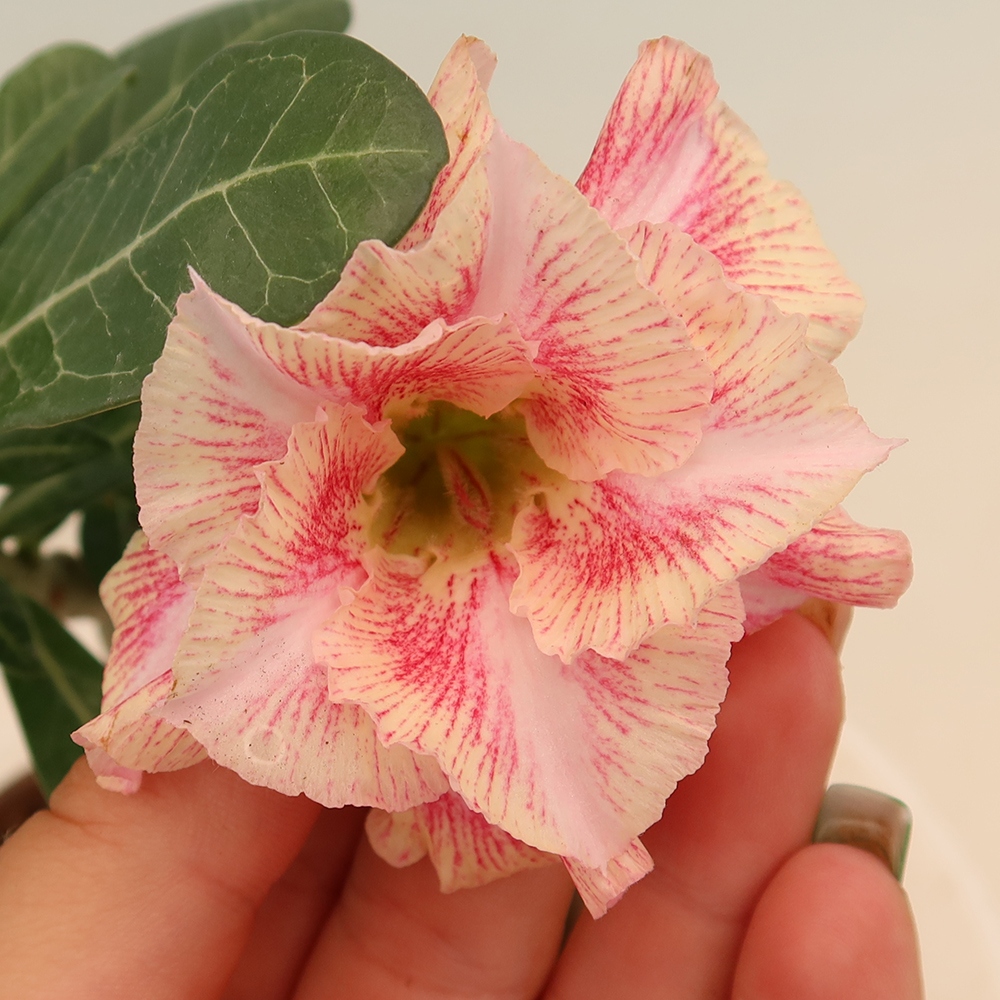 Indoor Bonsai - Adenium obesum, grafted V.F.S.277  - Desert Rose