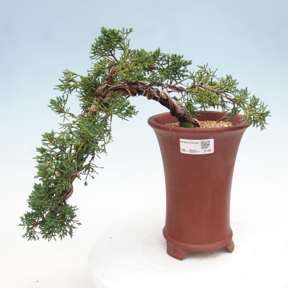 Outdoor bonsai - Juniperus chinensis Kishu - Chinese Juniper