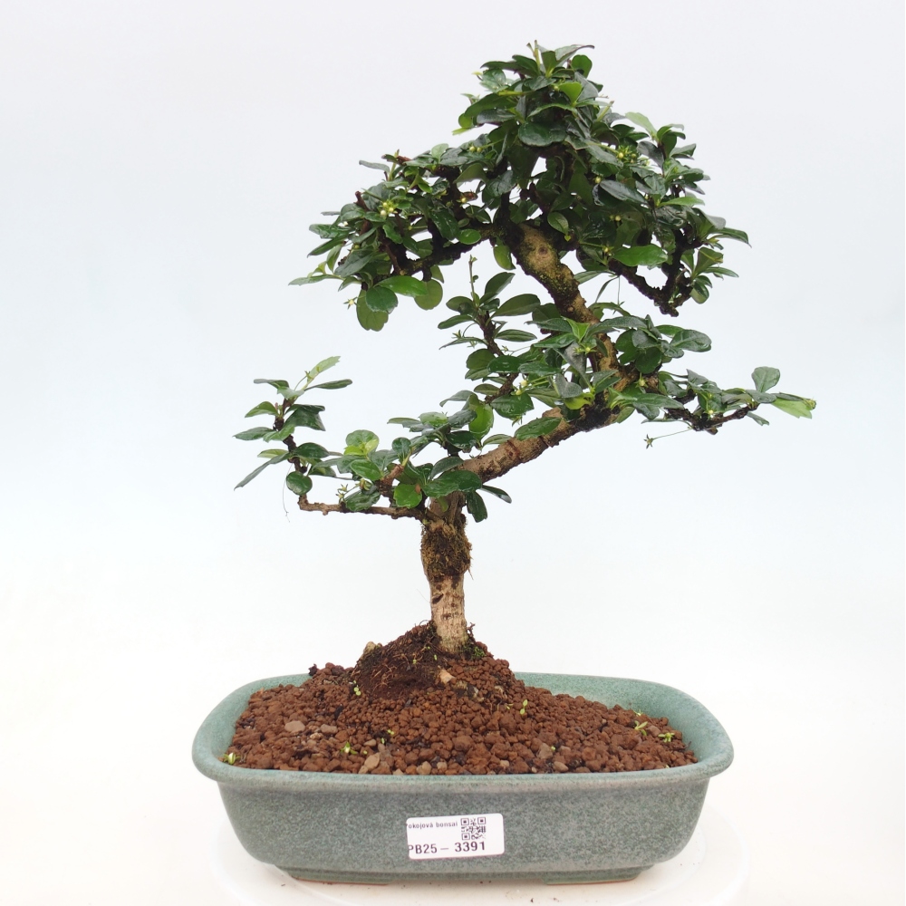 Room bonsai - Carmona macrophylla - Tea fuki