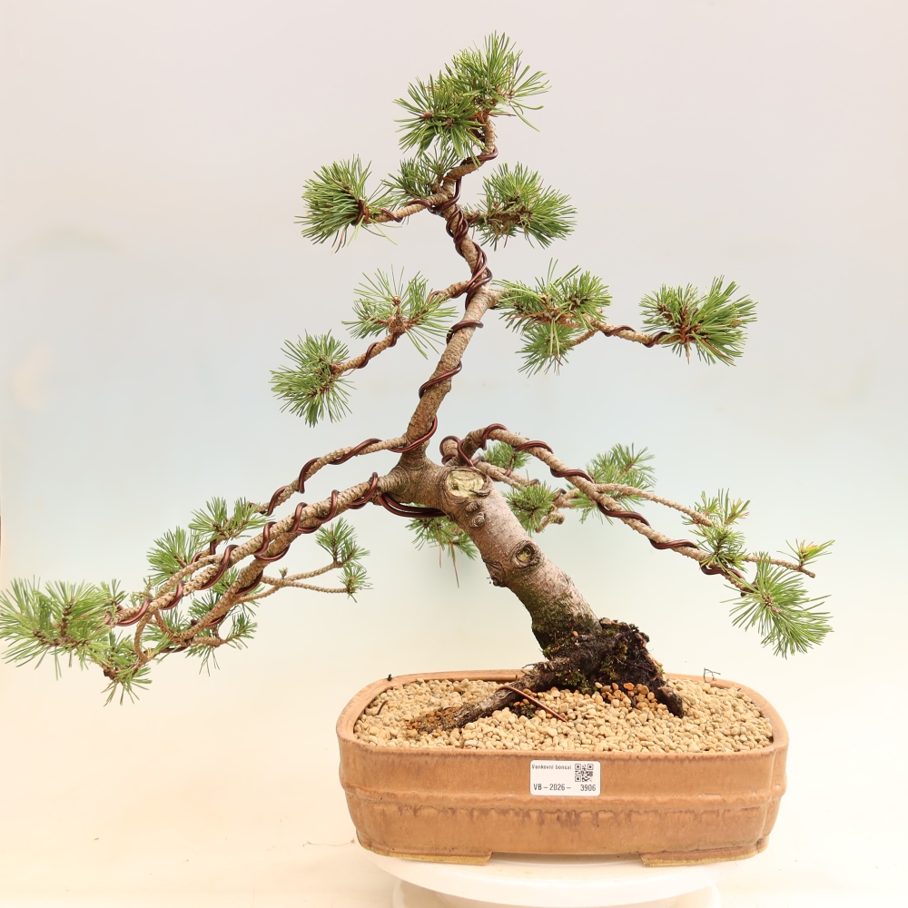 Outdoor Bonsai - Pinus mugo Humpy  - Mountain Pine