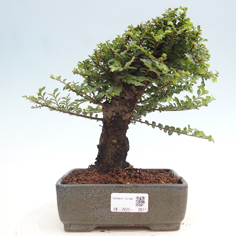 Outdoor bonsai - Ulmus parvifolia Hokkaido - Chinese elm