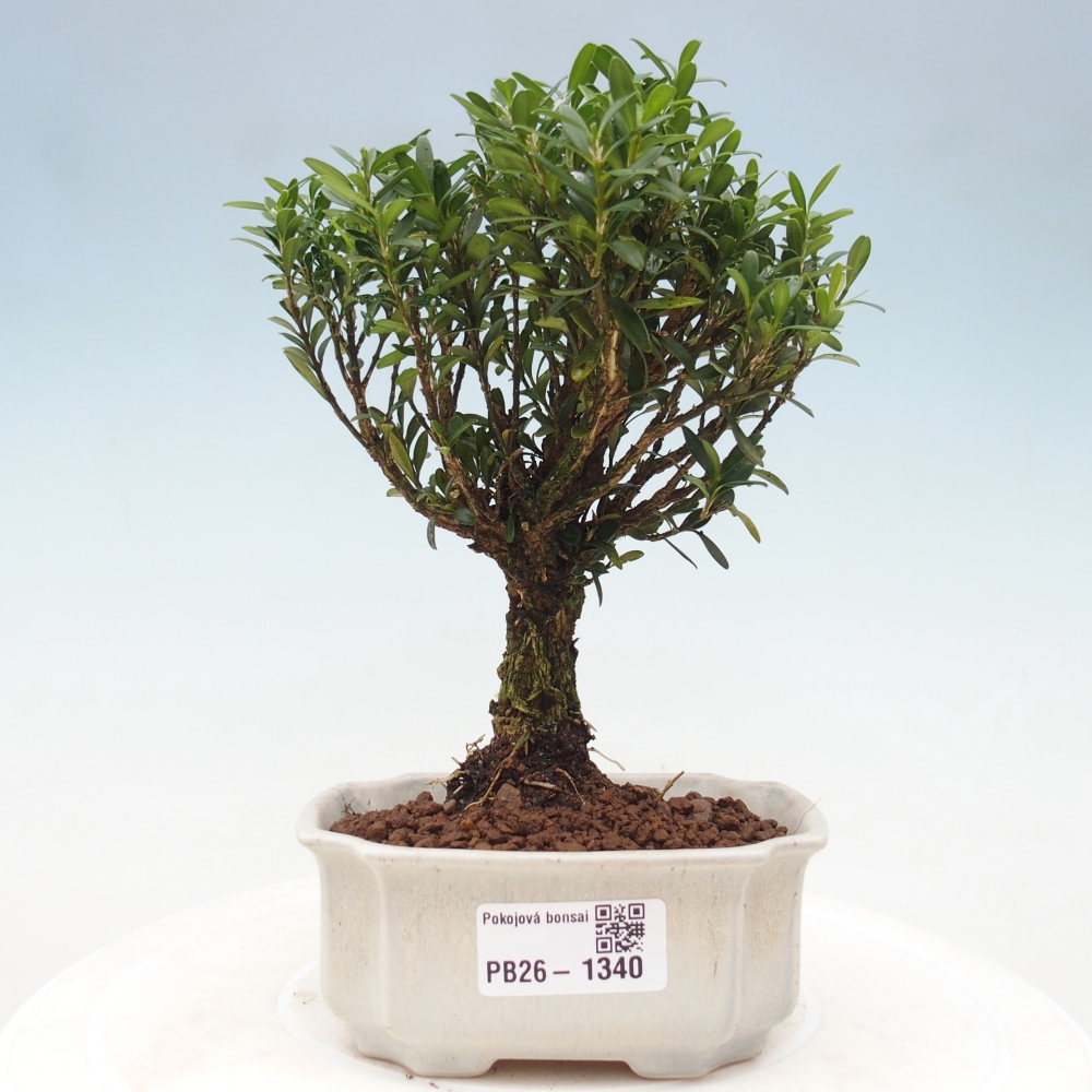 Room bonsai - Buxus harlandii - cork buxus