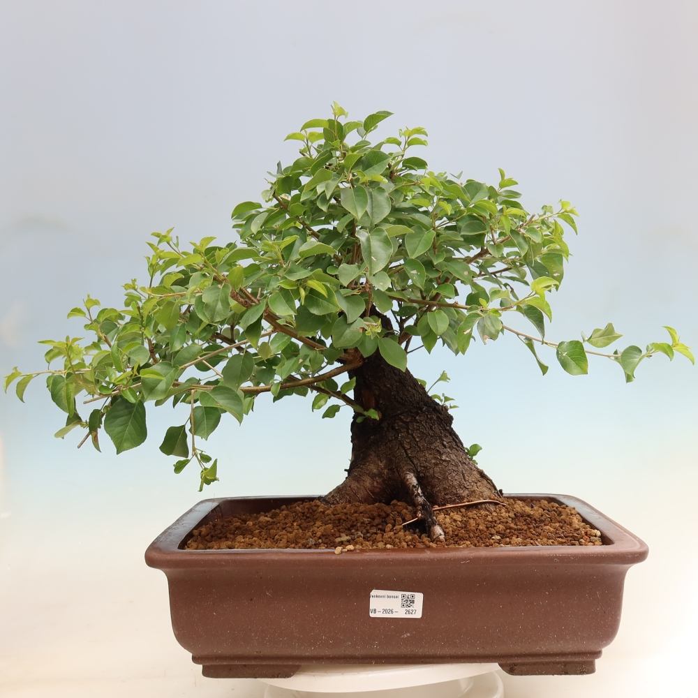 Outdoor Bonsai - Mahaleb Cherry - Prunus mahaleb