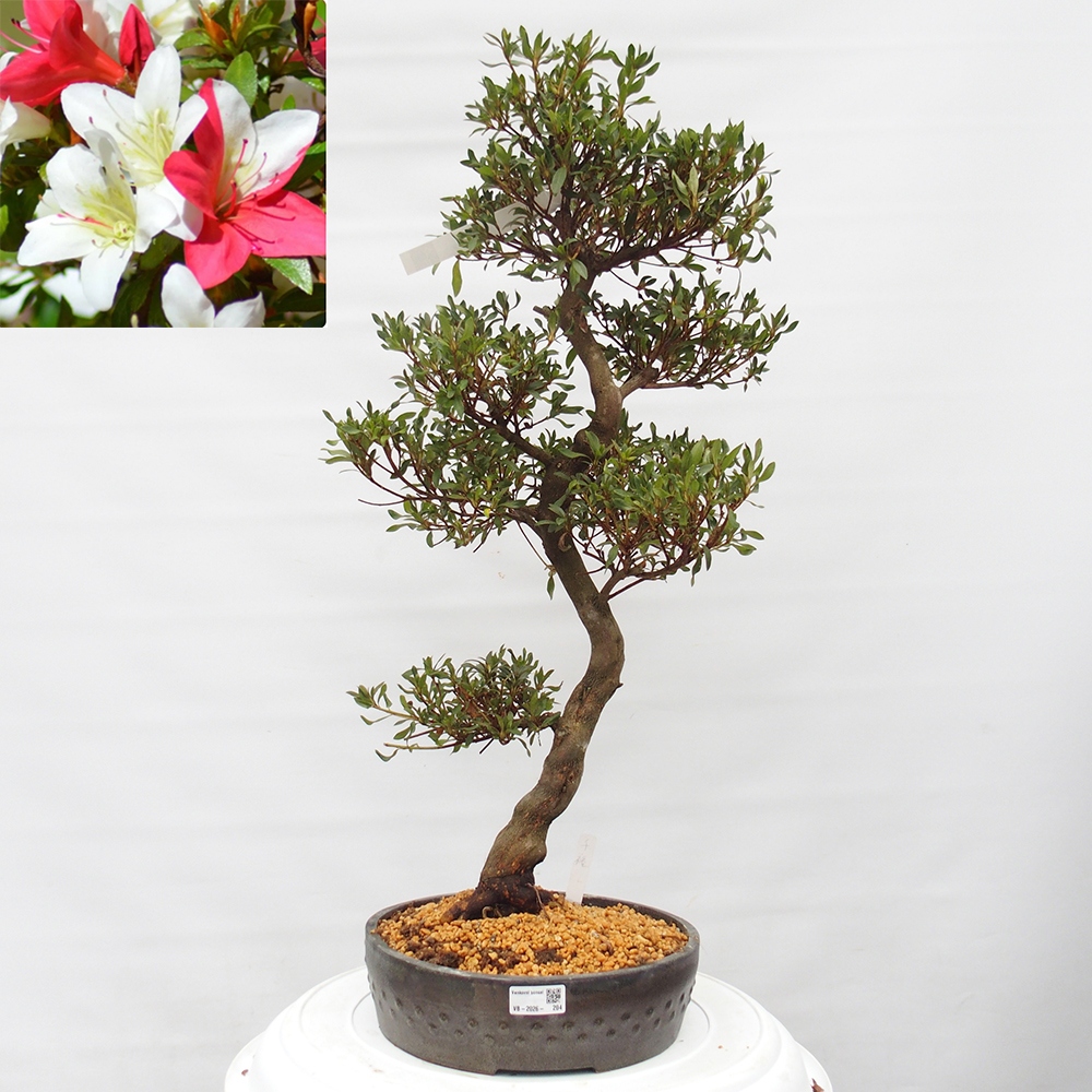 Outdoor bonsai - Japanese azalea - Azalea CHIHIRO