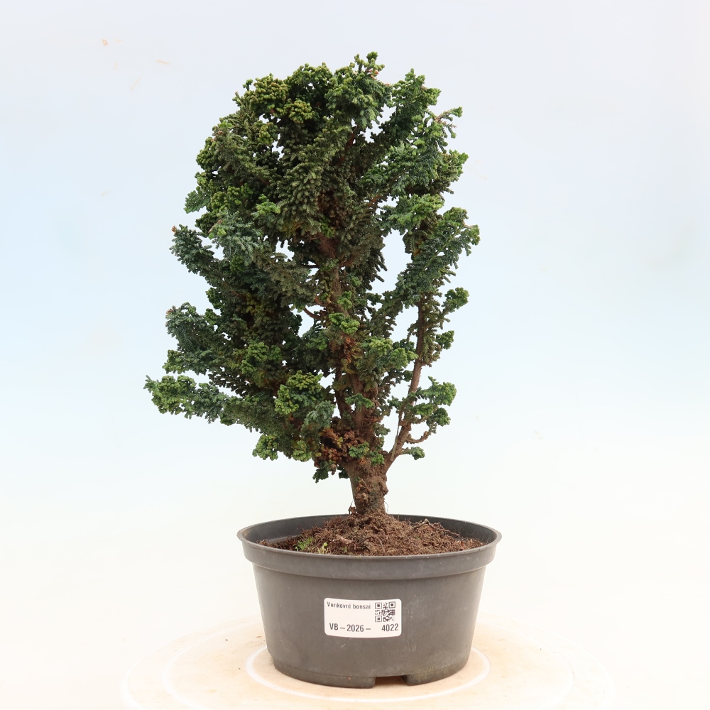 Outdoor bonsai - Cham. obtusa SEKKA HINOKI - Cypress