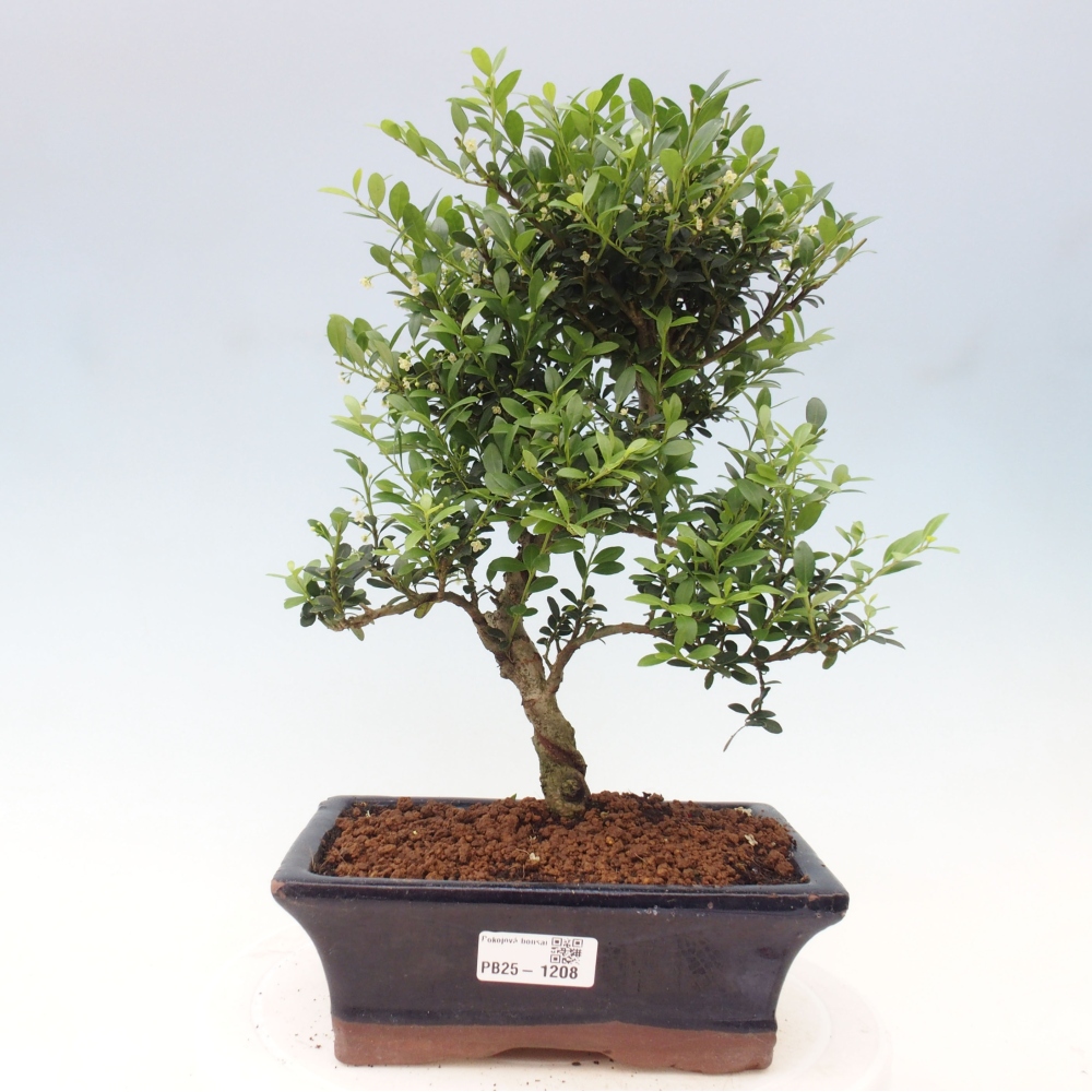 Indoor bonsai - Ilex crenata - Holly