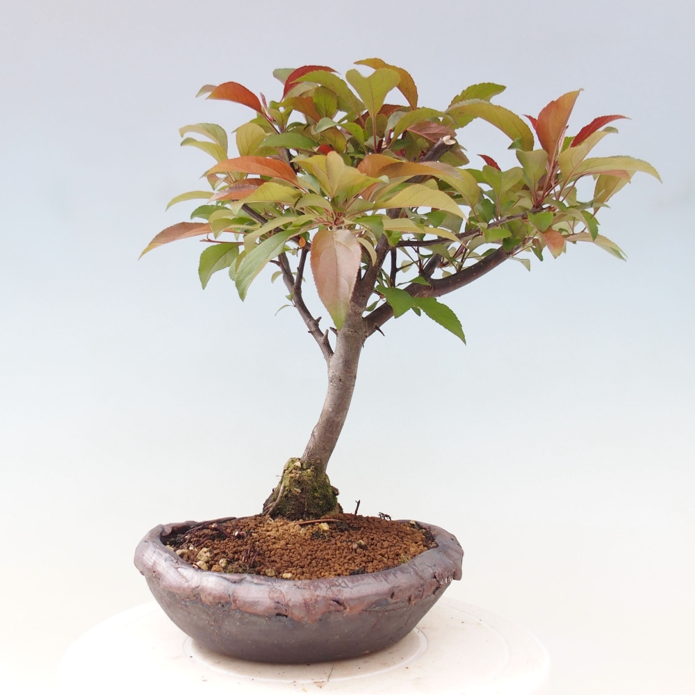 Outdoor bonsai - Malus domestica - Small-fruited red-leaved apple tree