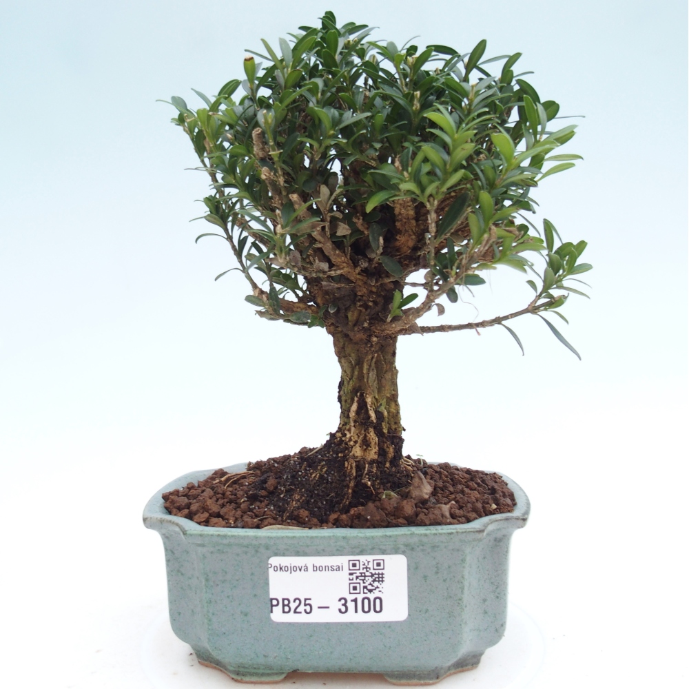 Room Bonsai - Buxus harlandii - Cork boxwood