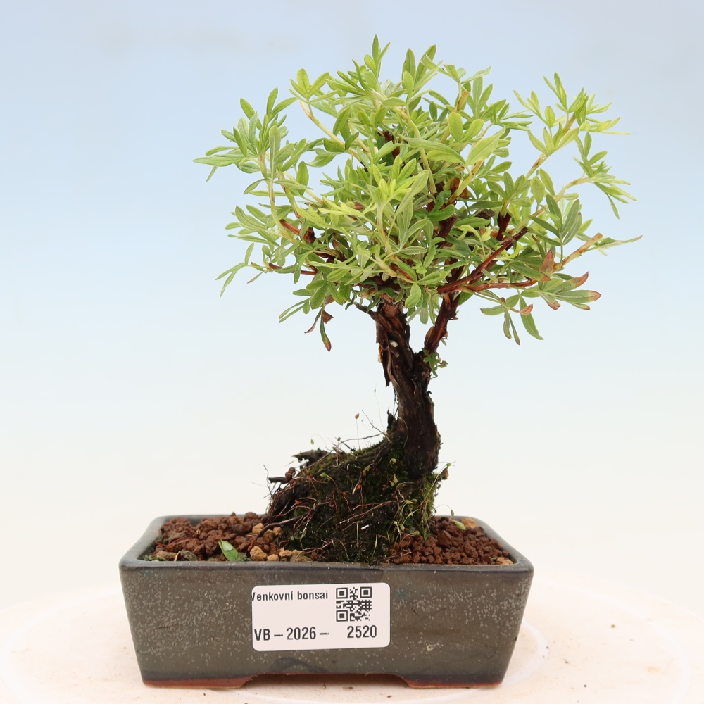 Outdoor bonsai - Potentila fruticosa