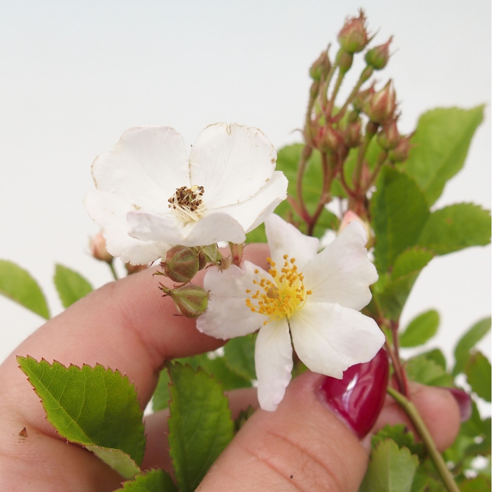 Outdoor bonsai - Rosa sp. - small-flowered rose