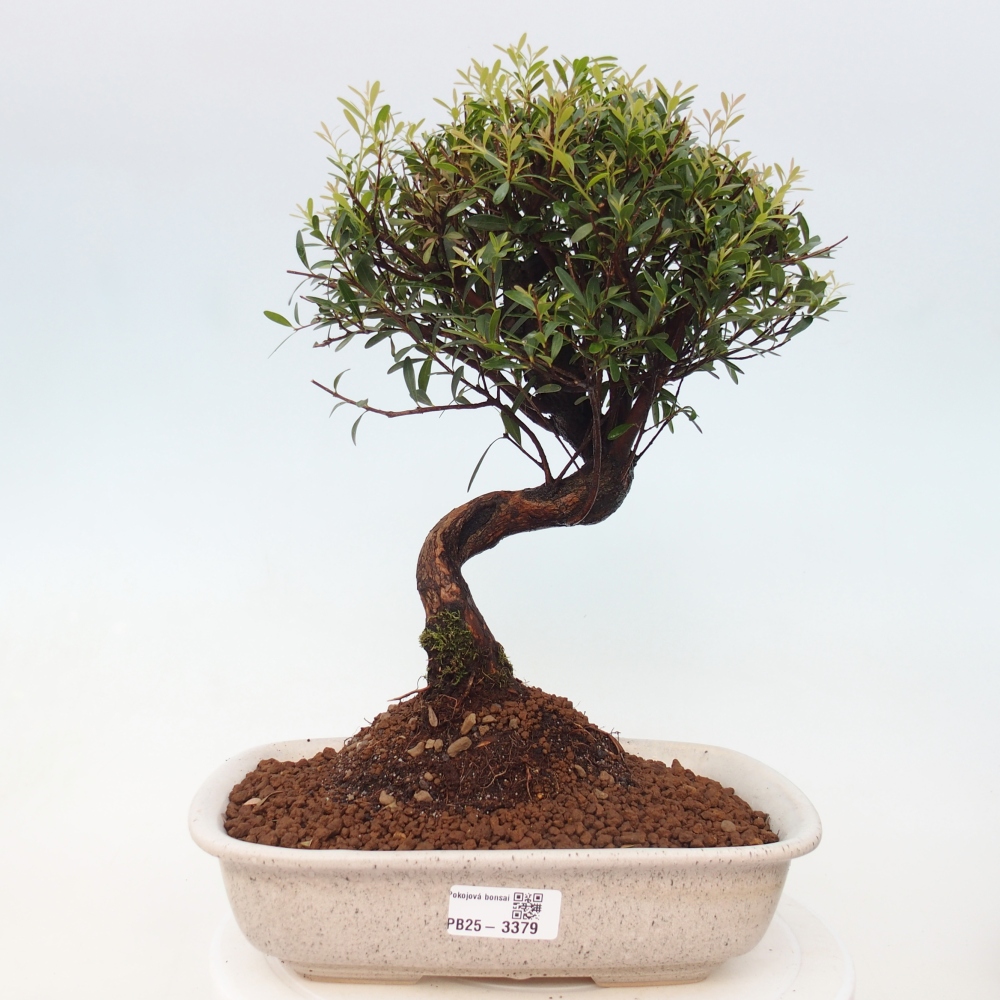 Room bonsai - Syzygium - Pimento