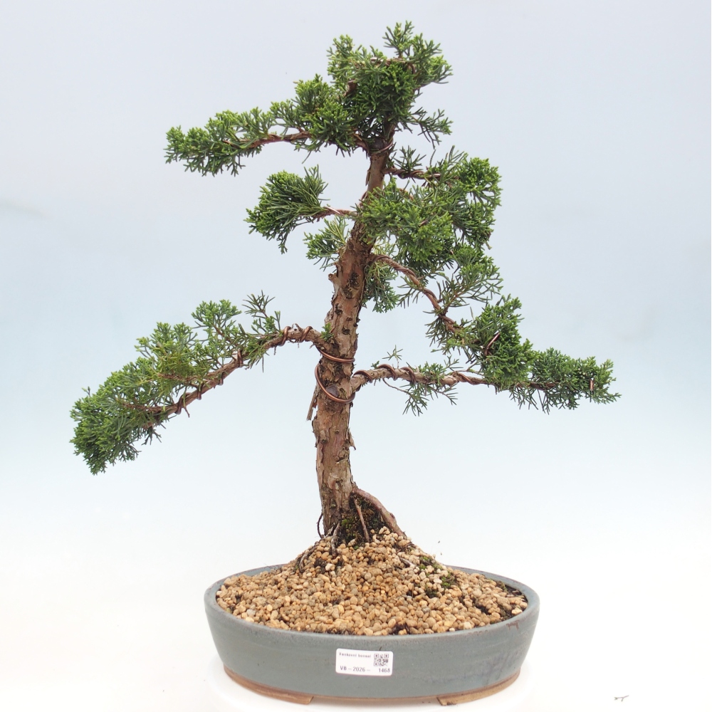 Outdoor bonsai - Juniperus chinensis Kishu - Chinese juniper
