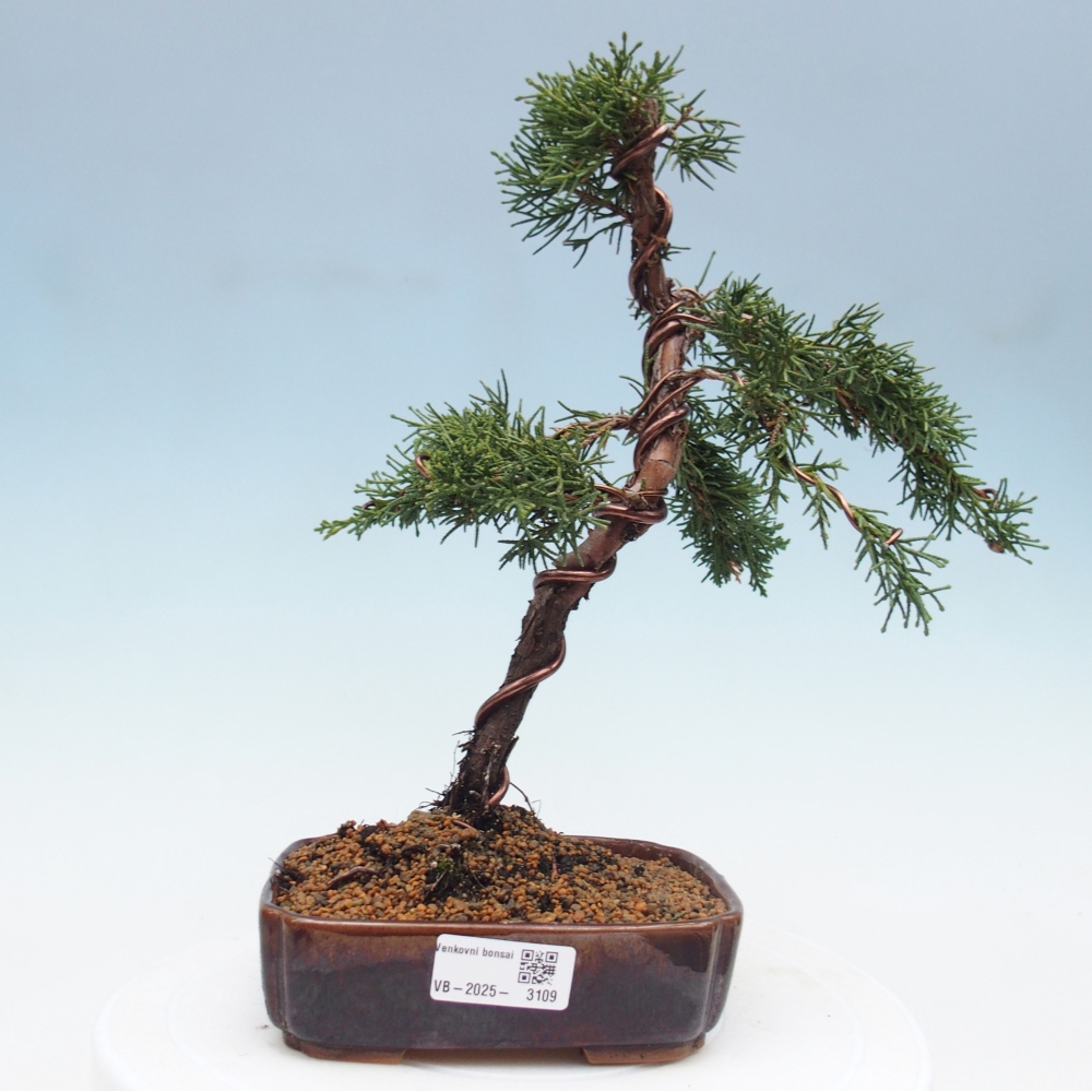 Outdoor bonsai - Juniperus chinensis Kishu - Chinese Juniper