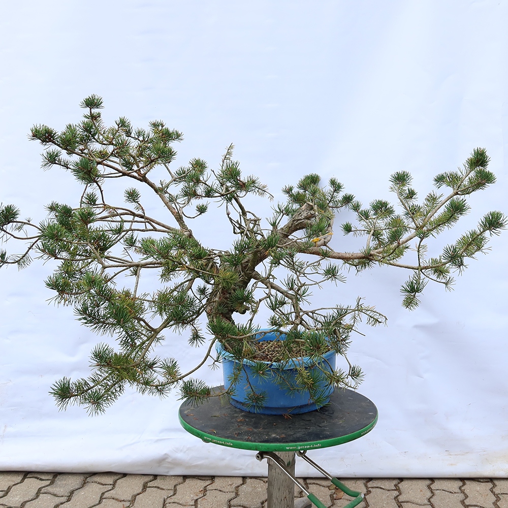 Pinus sylvestris Spain - Scots pine