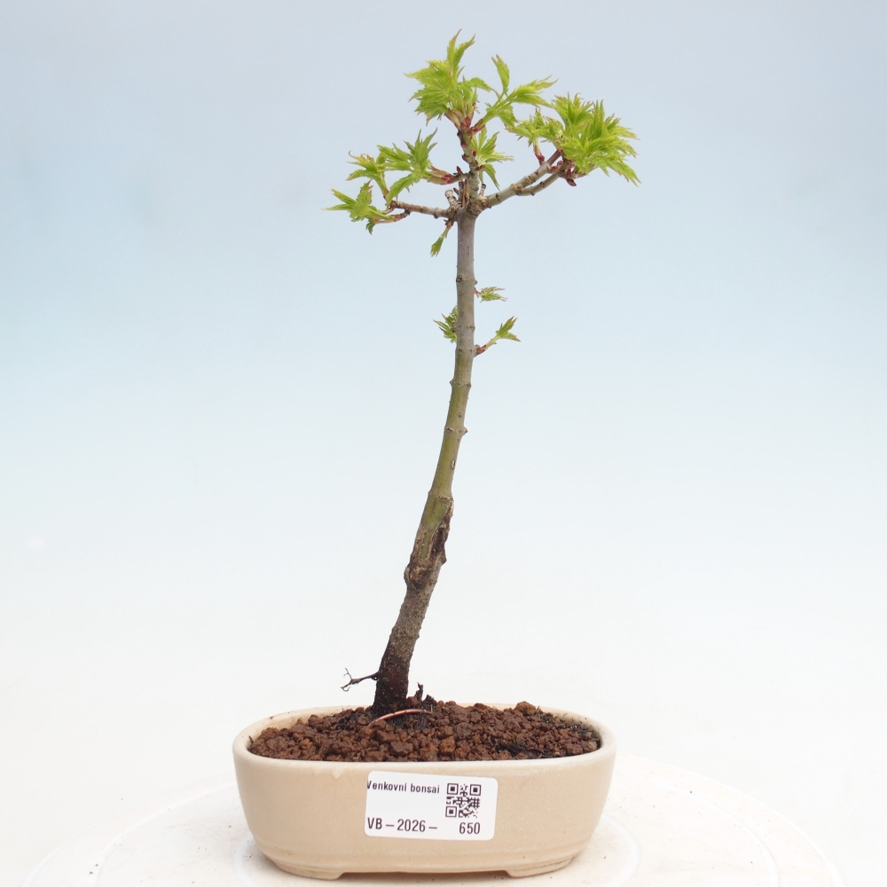 Outdoor bonsai - Acer palmatum SHISHIGASHIRA- Small-leaved maple
