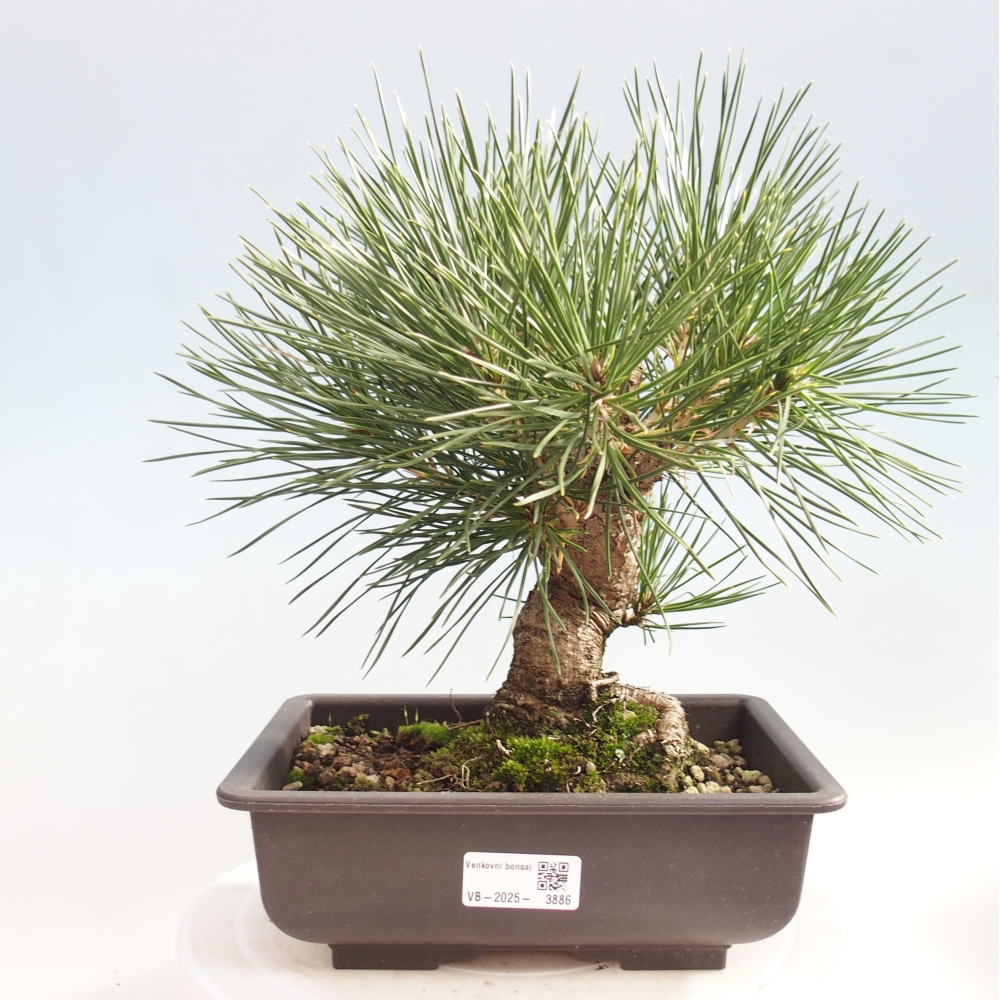 Outdoor bonsai - Pinus thunbergii - Thunberg pine