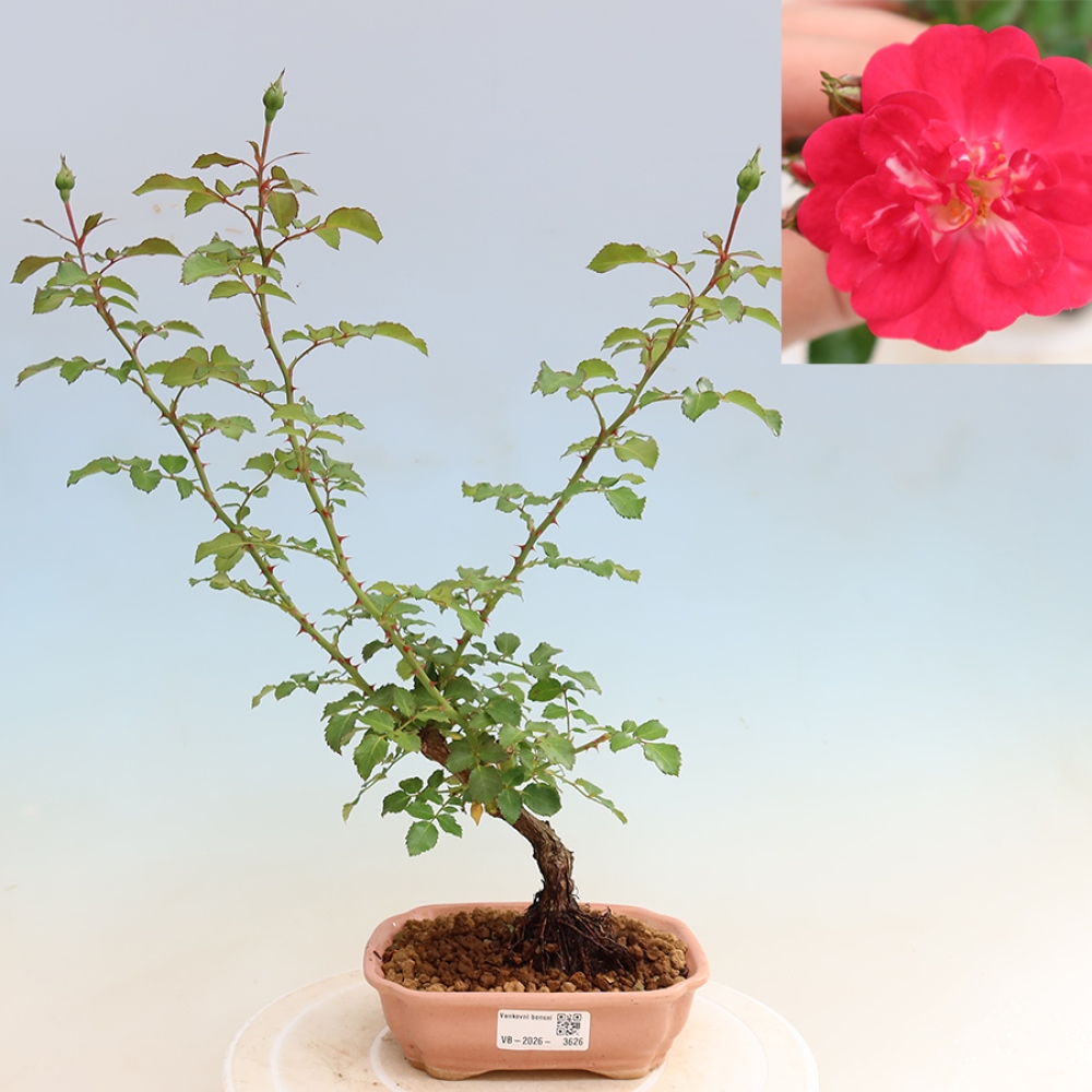 Outdoor Bonsai - Rosa Kordes - Rose