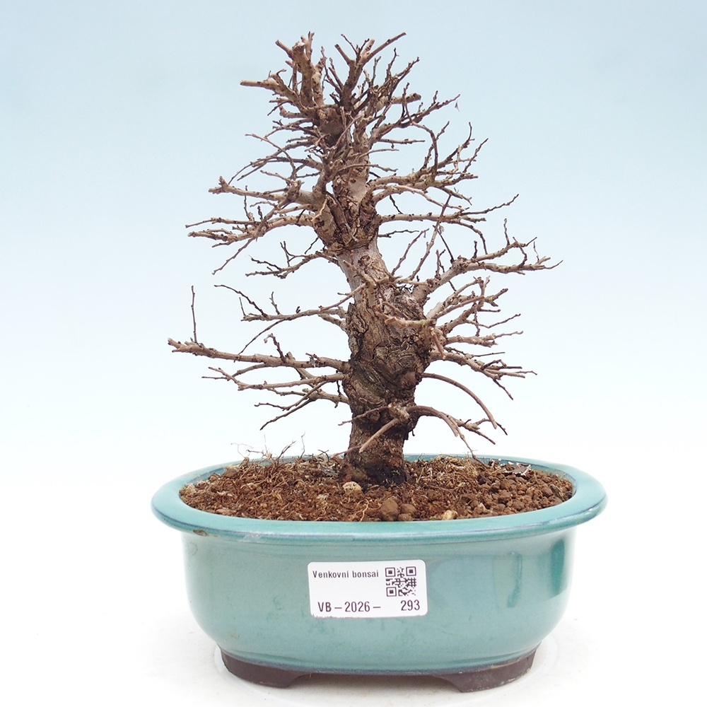 Outdoor bonsai - Zelkova - Zelkova NIRE