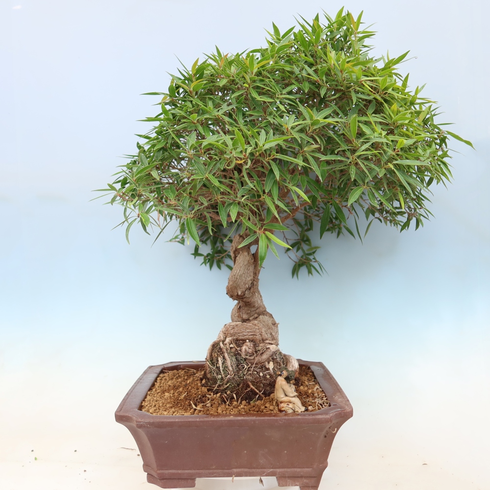 Room bonsai - Ficus nerifolia - small-leaved ficus