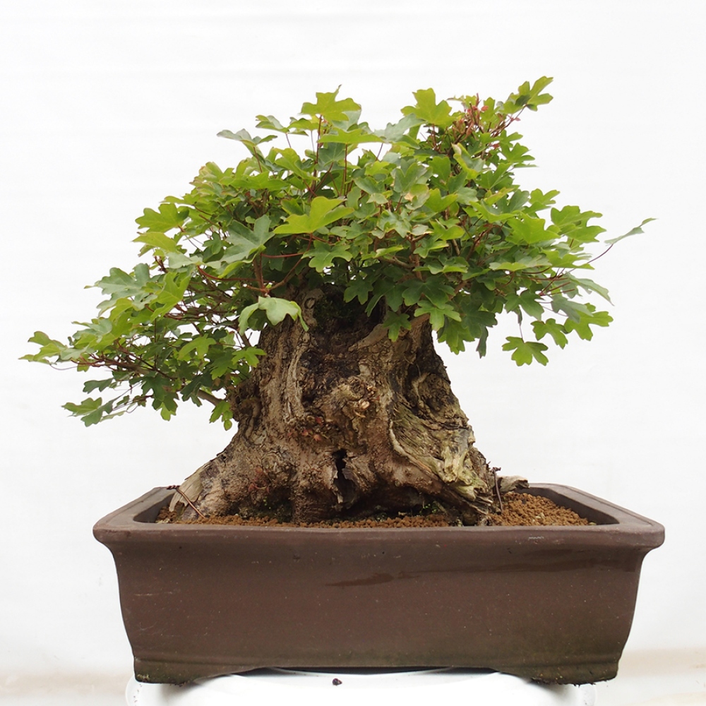 Outdoor bonsai - French Maple - Acer Nonspessulanum
