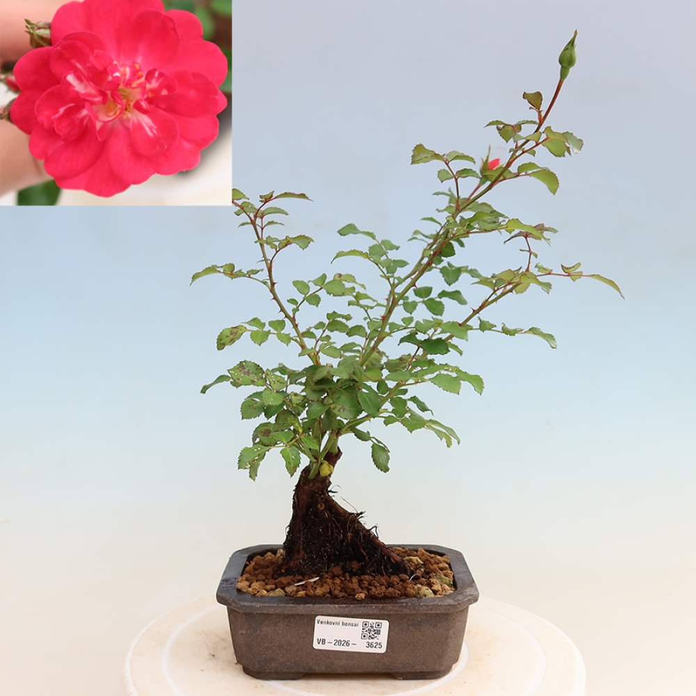 Outdoor Bonsai - Rosa Kordes - Rose