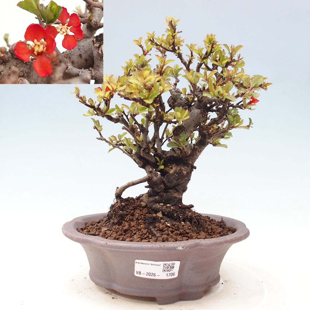 Outdoor bonsai - Chaneomeles speciosa - Quince