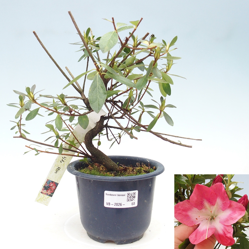 Outdoor bonsai - Japanese Azalea - Azalea Rin
