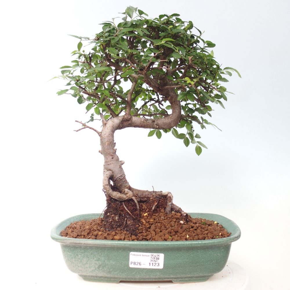 Room bonsai - Ulmus parvifolia - Small-leaved elm