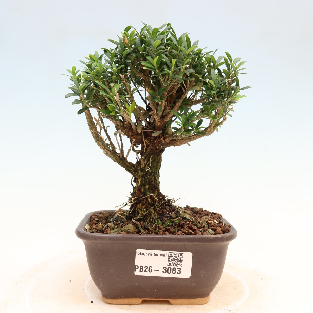 Room bonsai - Buxus harlandii - cork buxus