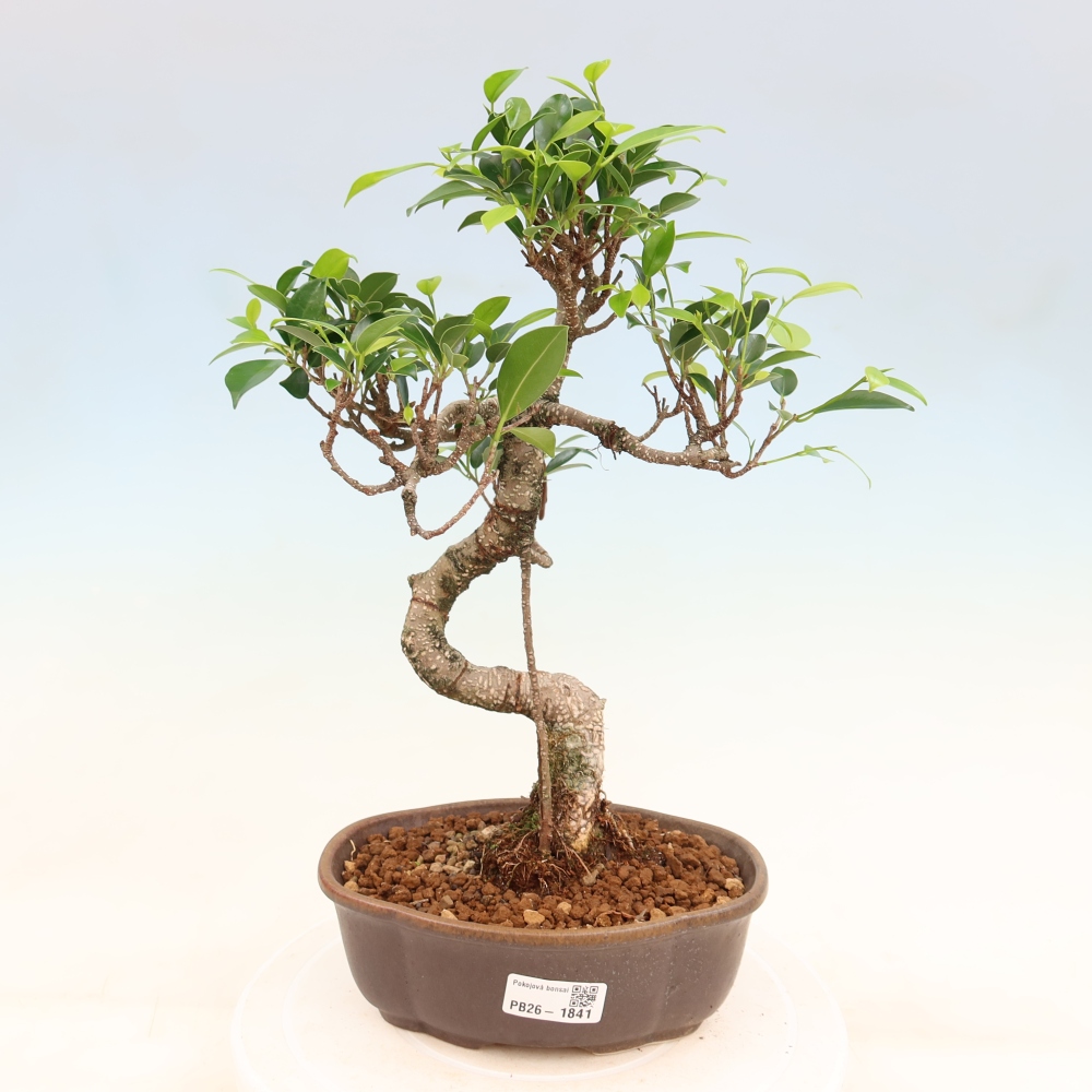 Room bonsai - Ficus retusa - small-leaved ficus