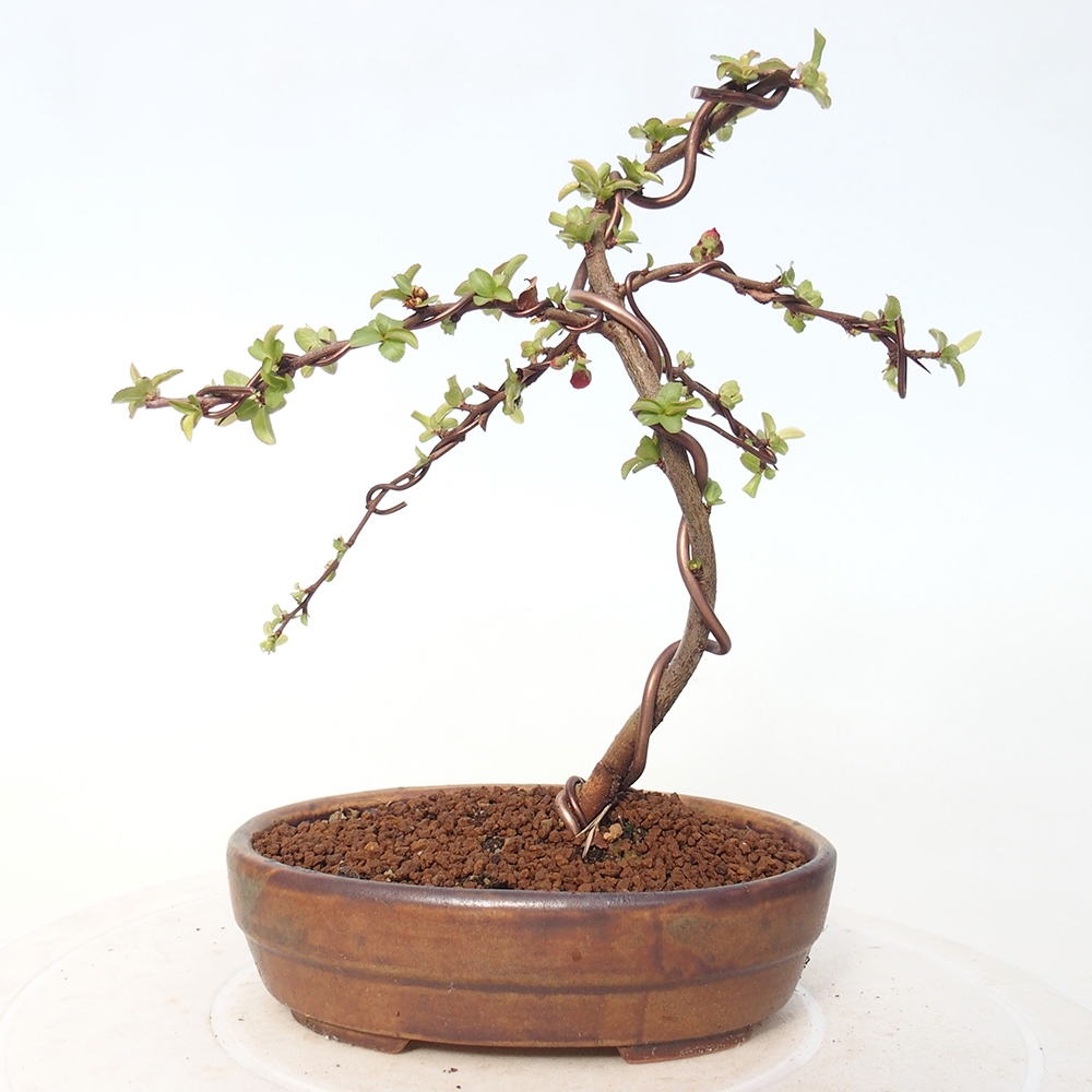 Outdoor bonsai - Chaneomeles s. Red Joy - Quince