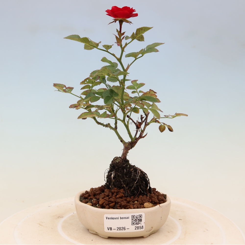 Outdoor Bonsai - Rosa Kordes - Rose
