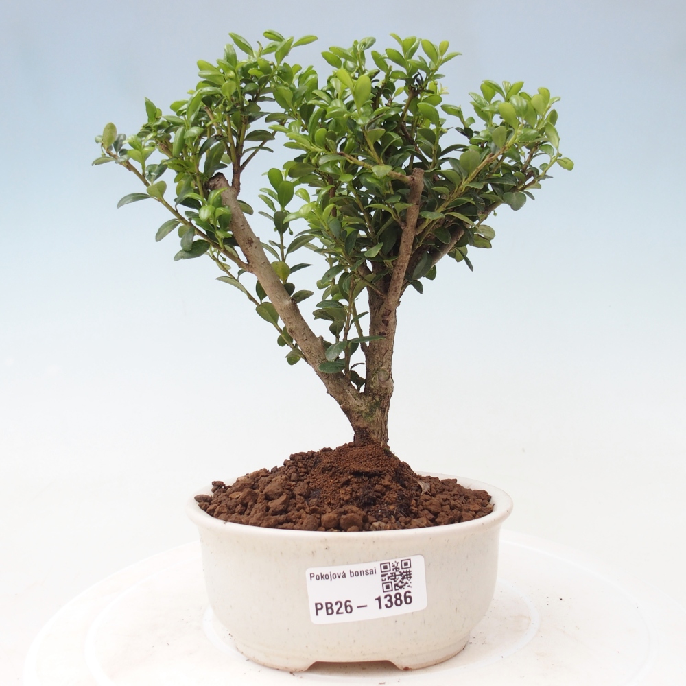 Room bonsai - Ilex crenata - Holly