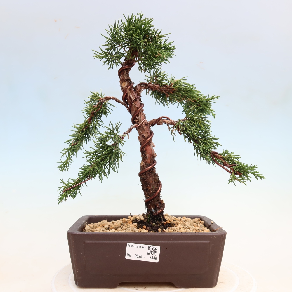 Outdoor bonsai - Juniperus chinensis Kishu