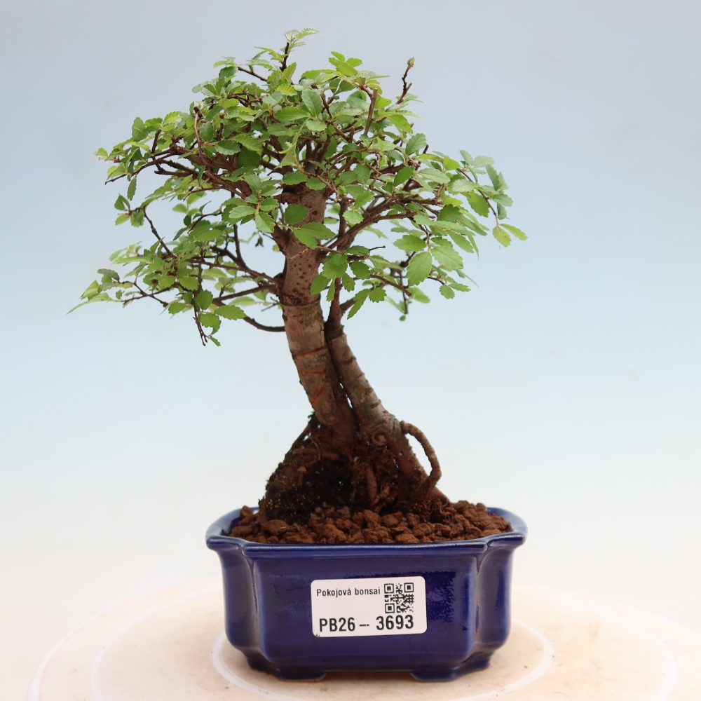 Room bonsai - Ulmus parvifolia - Small-leaved elm