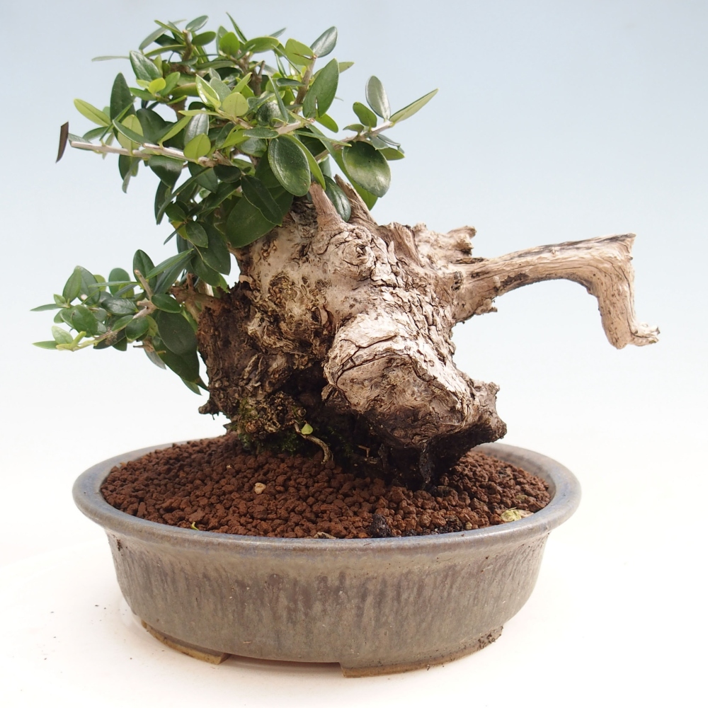 Indoor bonsai - Olea europaea sylvestris - European small-leaved olive oil