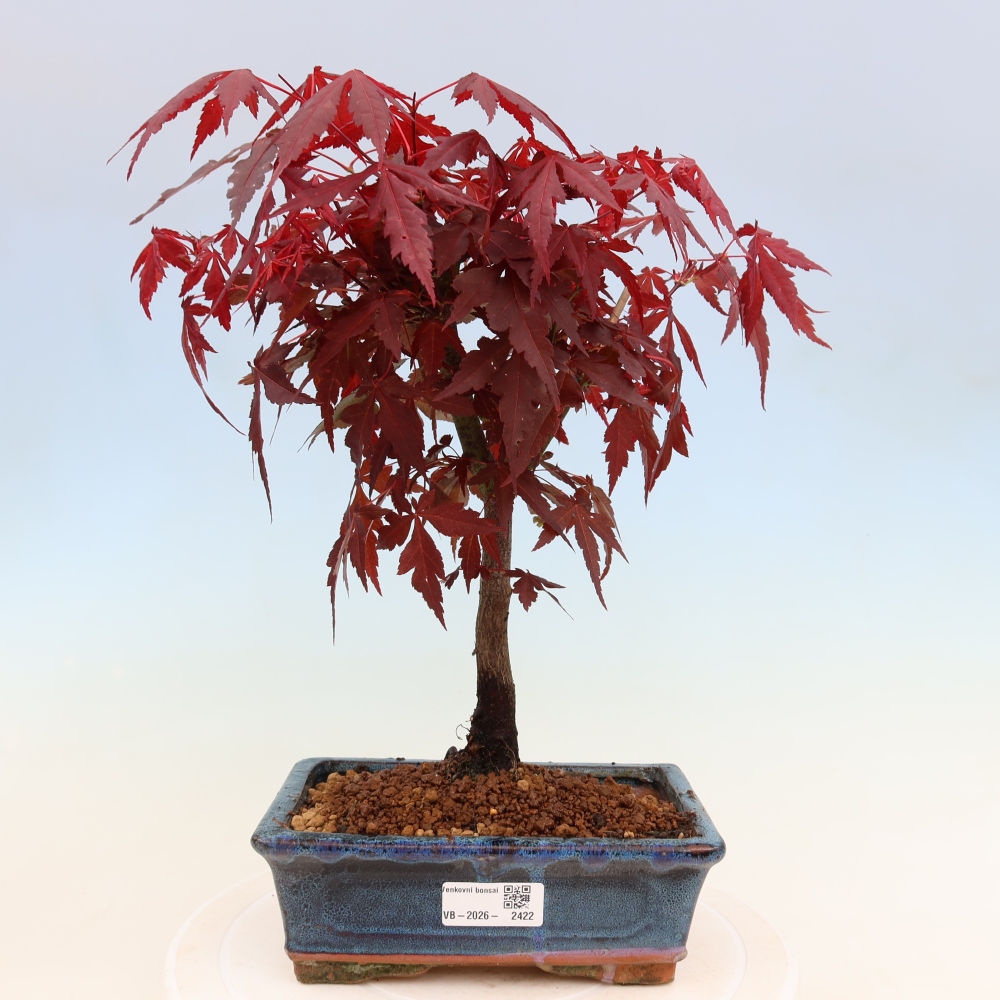 Outdoor bonsai - Acer palm. Atropurpureum-Javor palmate