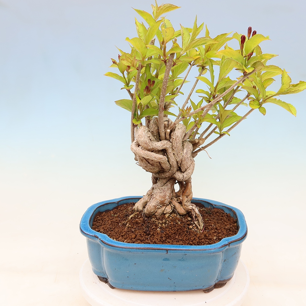 Outdoor Bonsai - Weigela subsessilis - Korean Weigela