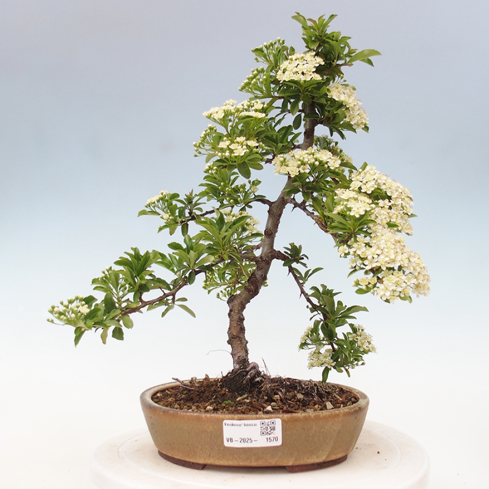 Outdoor Bonsai-Pyracanta Teton -Bakery