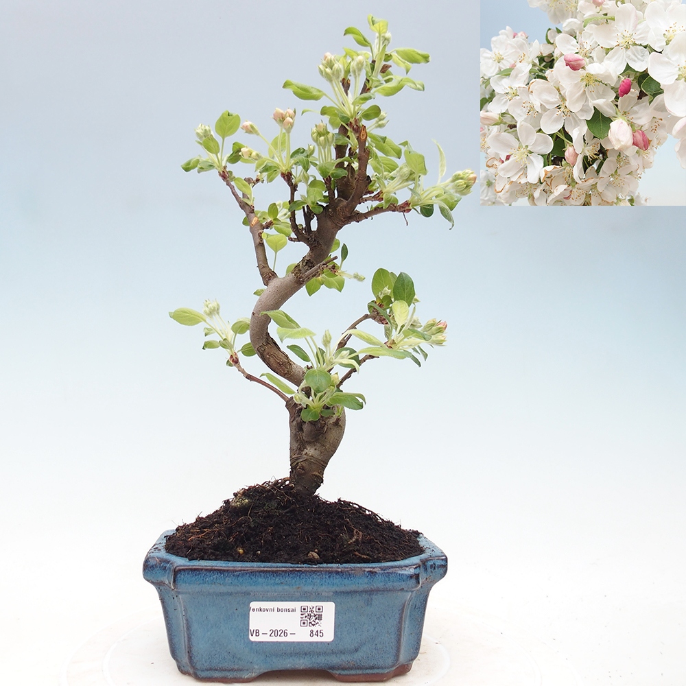 Outdoor bonsai -Malus halliana - Small-fruited apple tree
