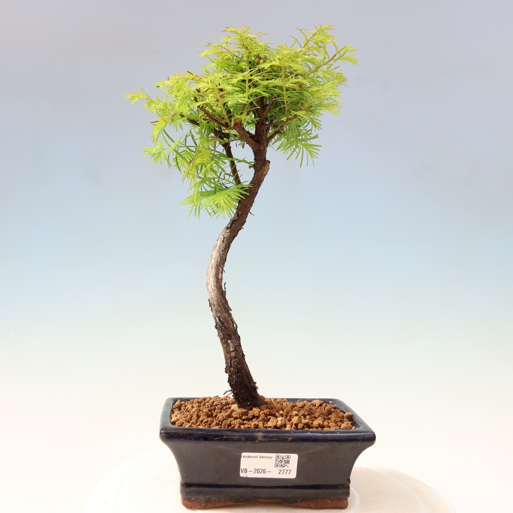 Outdoor bonsai - Metasequoia glyptostroboides - Chinese Metasequoia