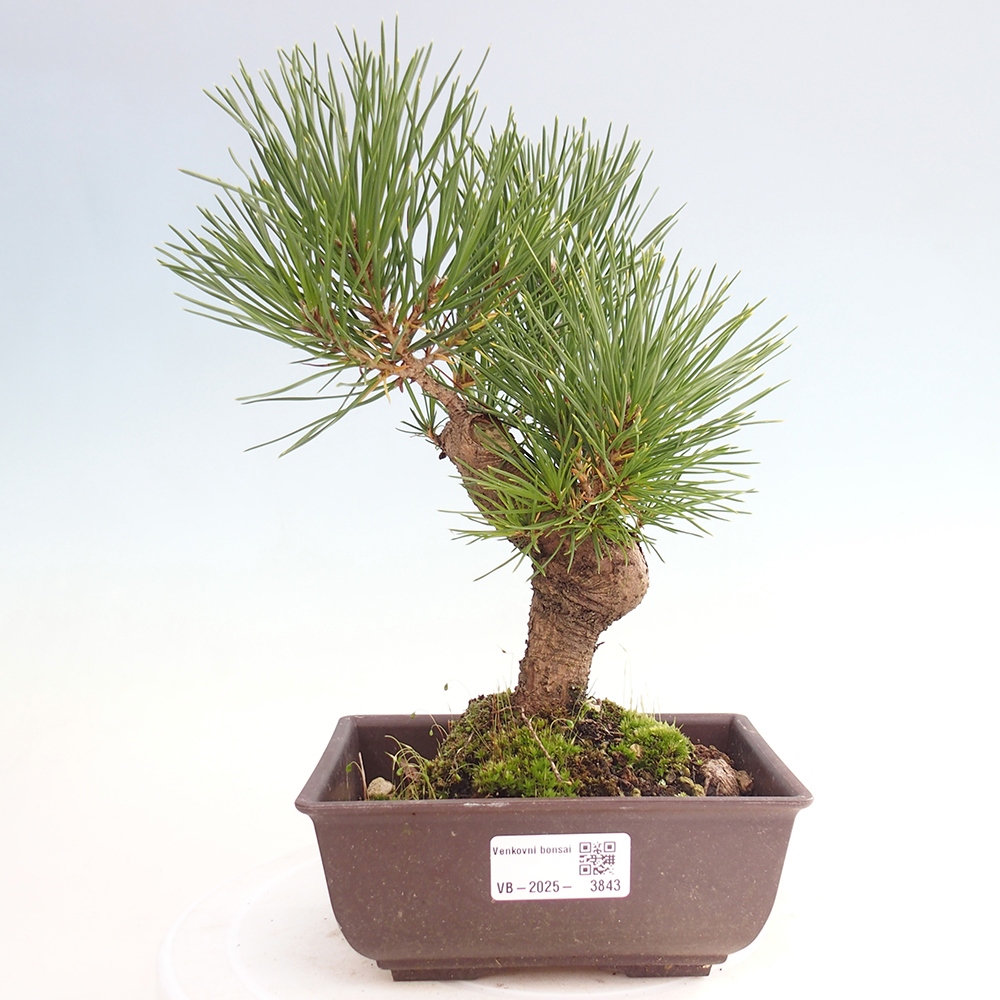 Outdoor bonsai - Pinus thunbergii - Thunberg pine
