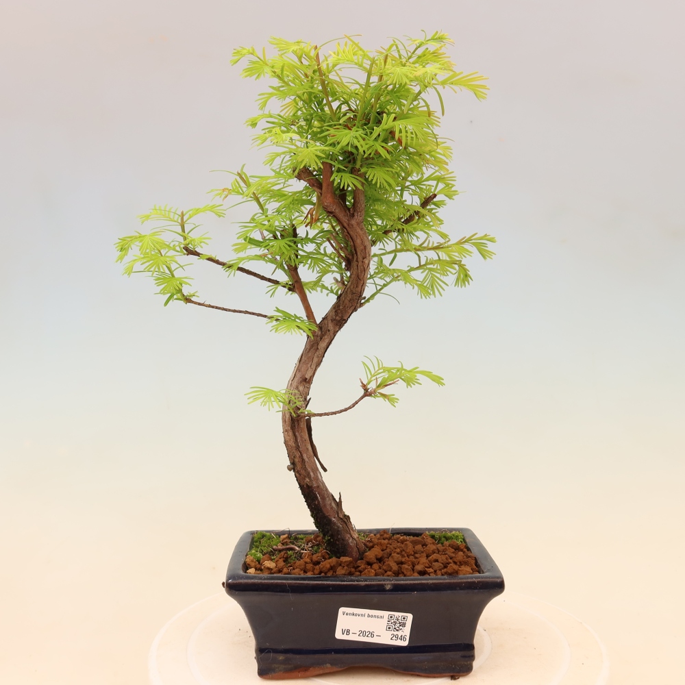 Outdoor bonsai - Metasequoia glyptostroboides - Chinese Metasequoia